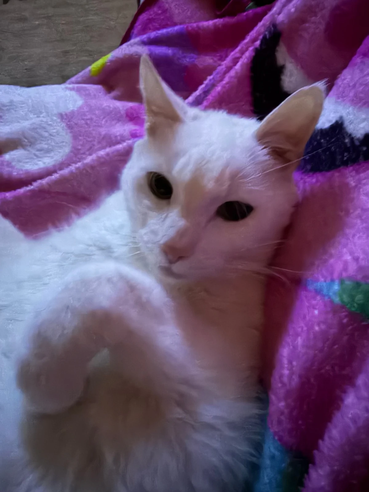 Jewels, E.J.’s white cat, resting on a purple blanket