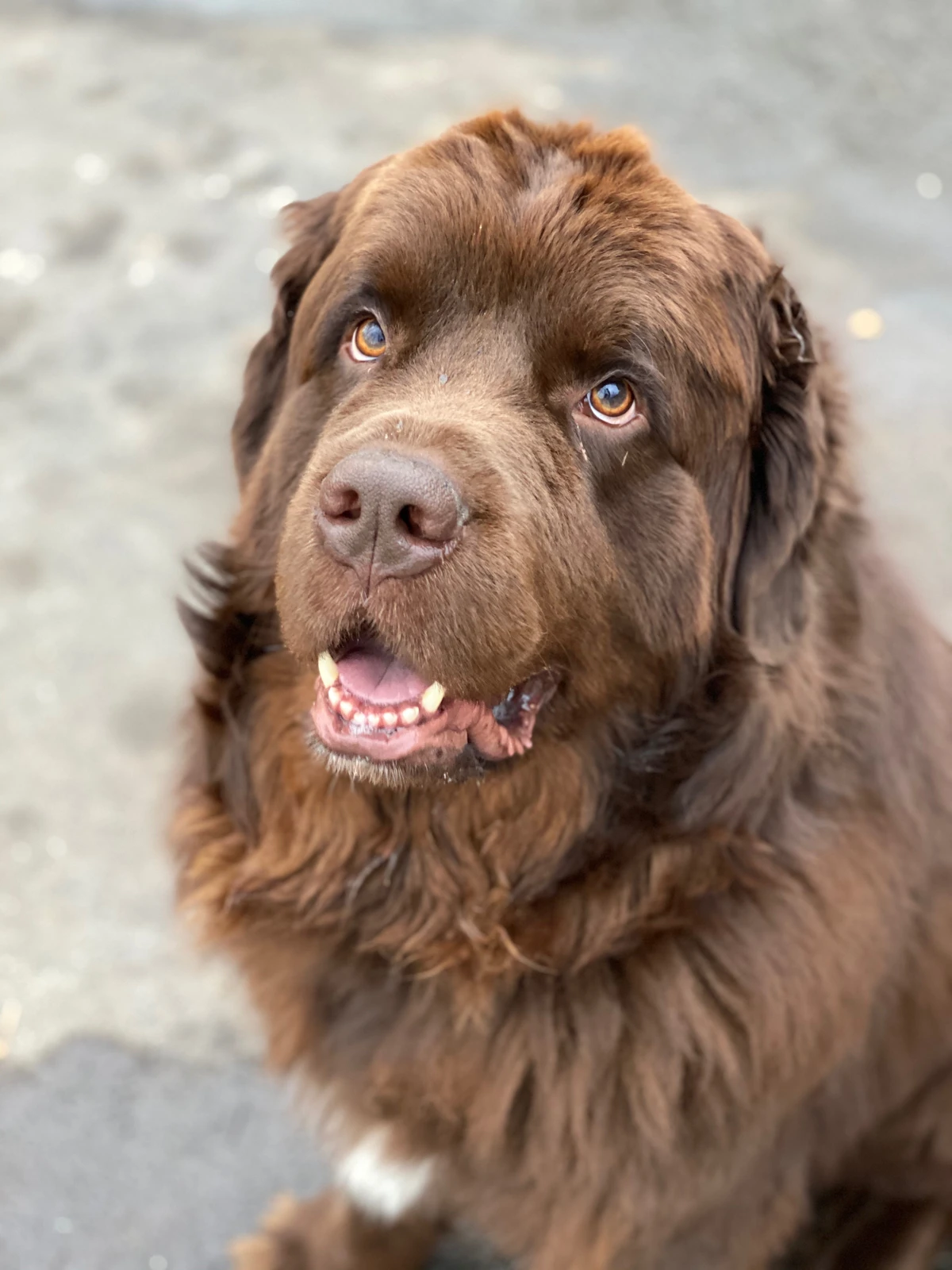 Onyx, E.J.’s chocolate-brown Newfoundland, looking up with his mouth open